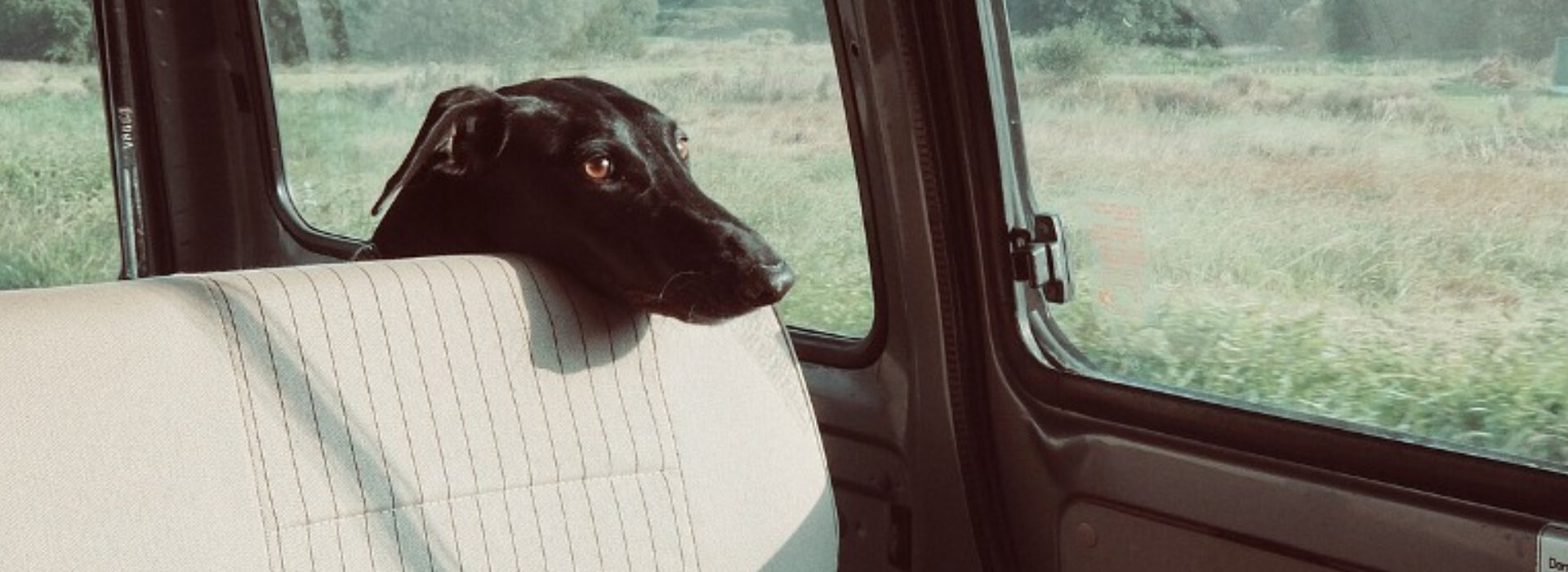 Why You Should Never Leave Your Pets in the Car During Hot Summer Months