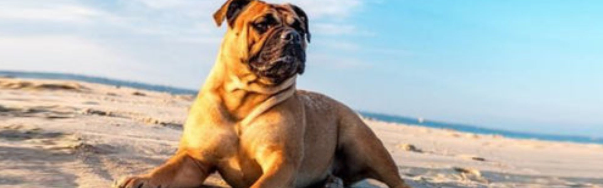 Summer Pet Safety: Top 6 Dangers and How to Beat Them