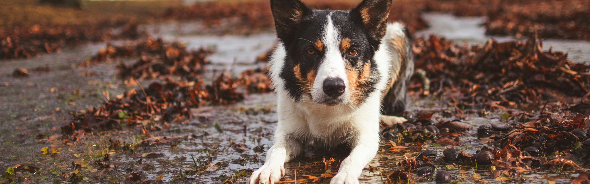 Why do dogs eat dirt and how to deal with it