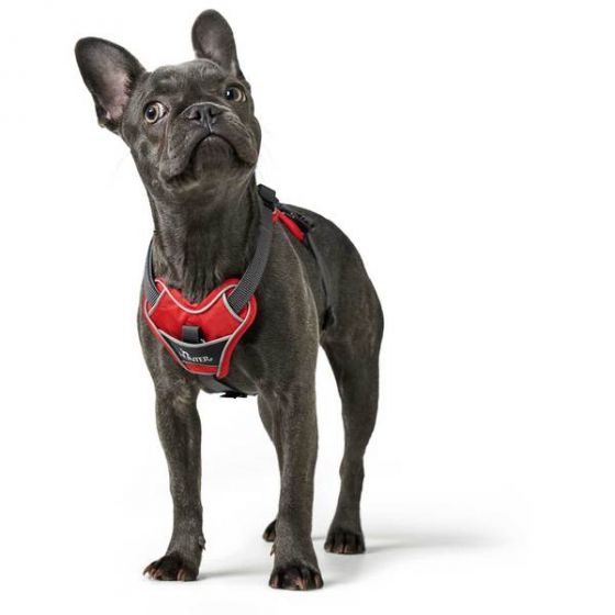 Hunter Divo Dog Harness