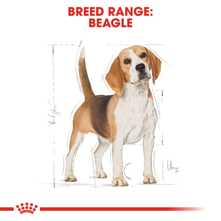 Royal Canin Beagle Adult 3 KG