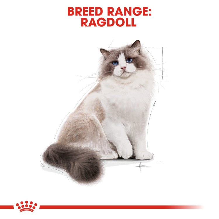 Royal Canin Ragdoll Adult 2 KG - 0