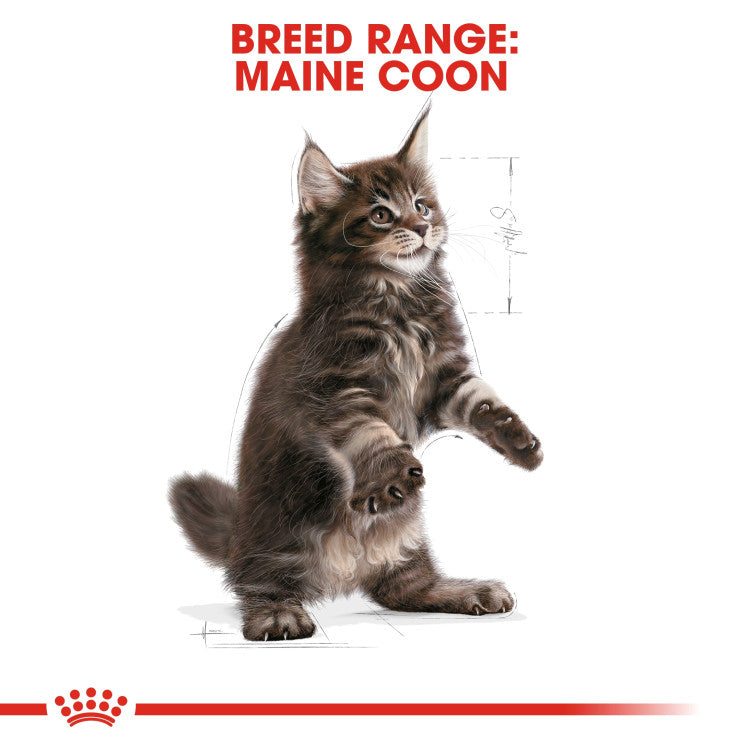 Royal Canin Maine Coon Kitten 2 KG - 0