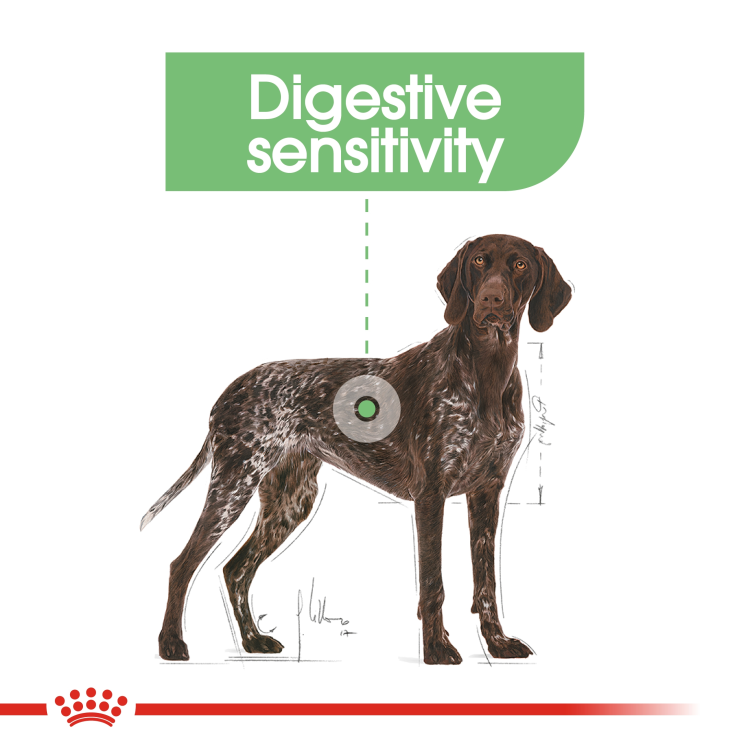 Royal Canin Maxi Digestive Care 12 KG