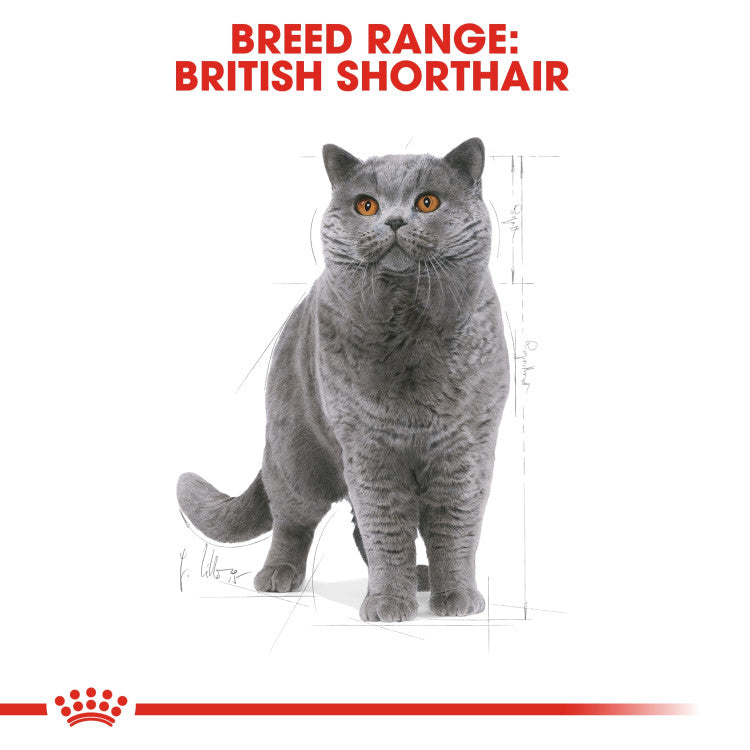 Royal Canin British Shorthair Adult 4 KG