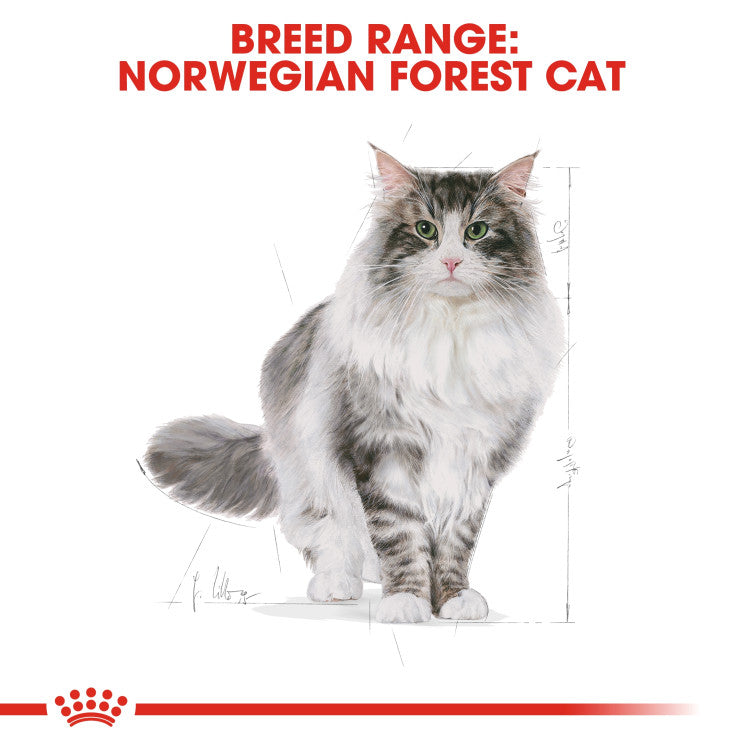 Royal Canin Norwegian Forest Cat Adult 2 KG