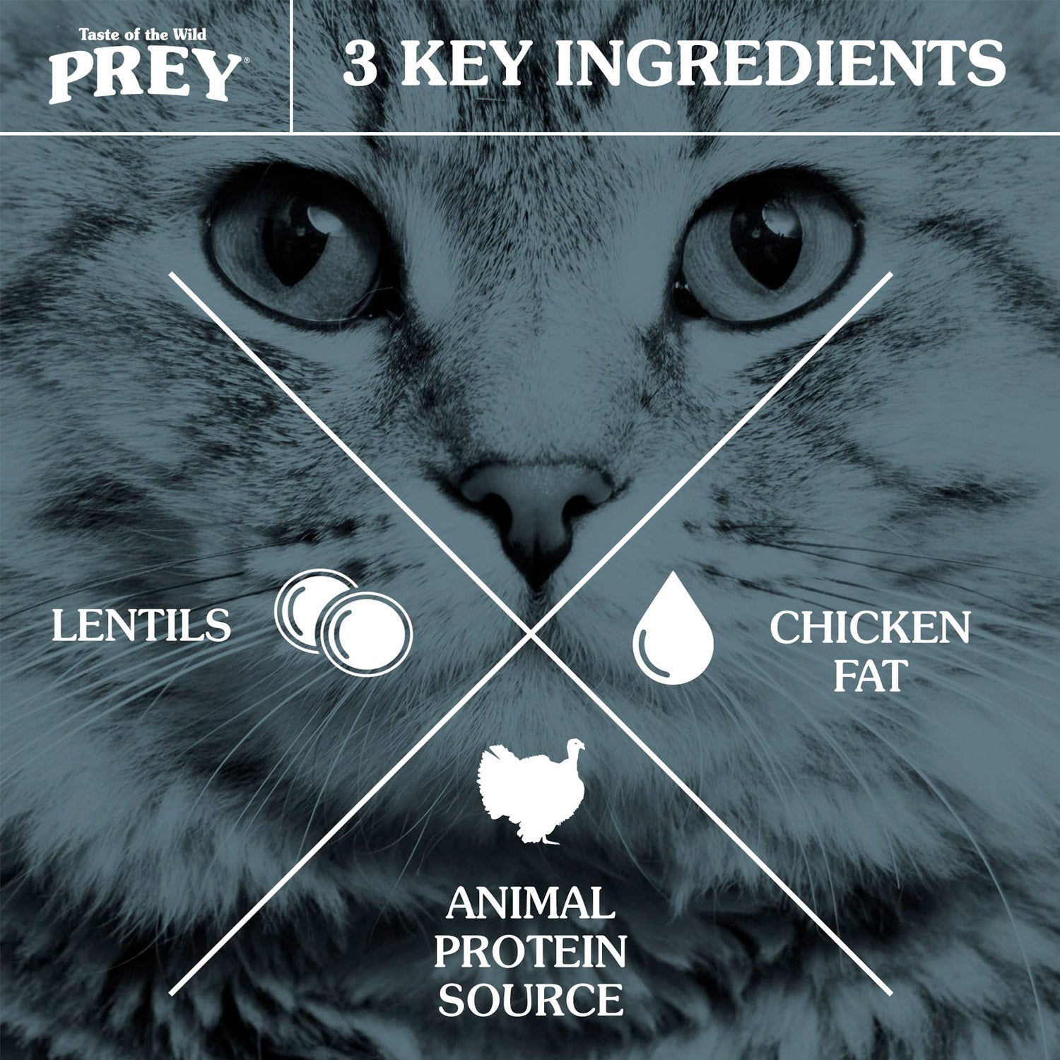 PREY Angus Beef Limited Ingredient Formula for Cats