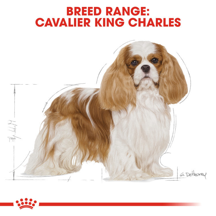 Royal Canin Cavalier King Charles Adult 1.5 KG