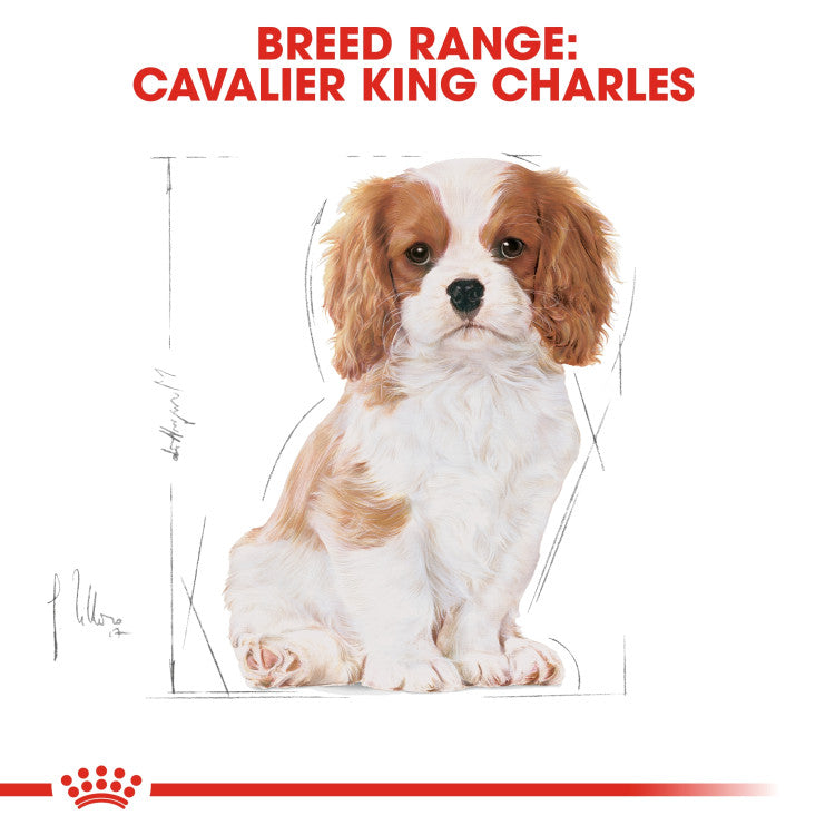 Royal Canin Cavalier King Charles Puppy 1.5 KG