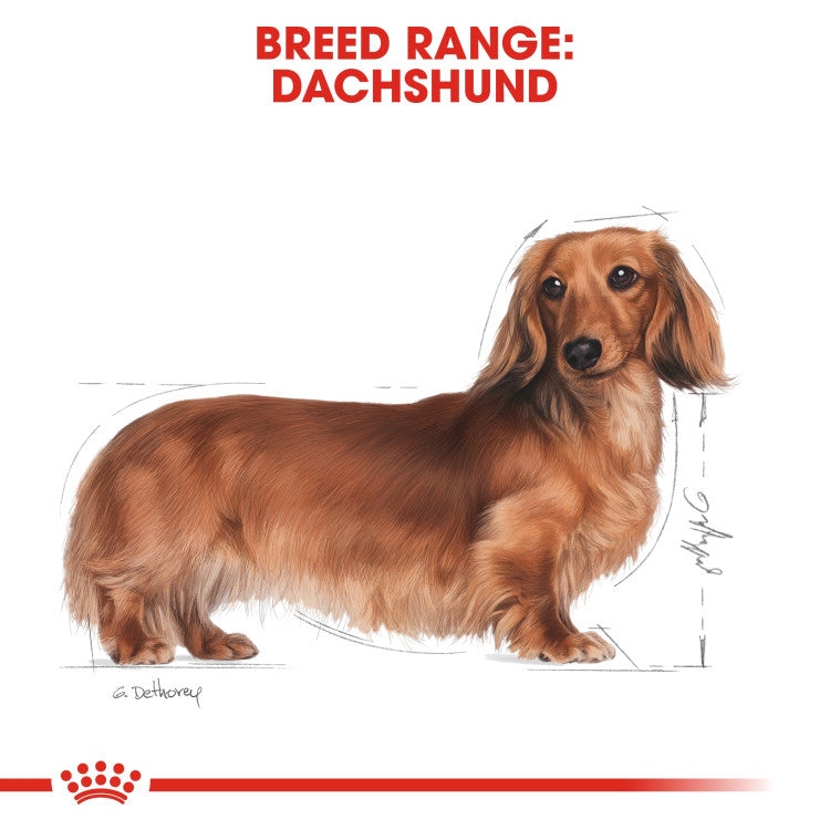 Royal Canin Dachshund Adult (WET FOOD - Pouches)