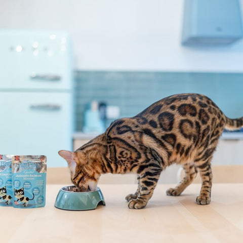Little BigPaw Gourmet Atlantic Salmon Mousse Wet Cat Food 85g