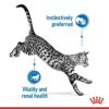 Royal Canin Indoor 7+ (WET FOOD - Pouches) 12 x 85g - Image 2