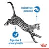 Royal Canin Indoor Jelly (WET FOOD - Pouches) 12 x 85g - Image 5