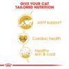Royal Canin Maine Coon Adult 2 KG - Image 2