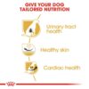 Royal Canin Dalmatian Adult 12 KG - Image 4