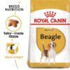 Royal Canin Beagle Adult 3 KG - Image 2